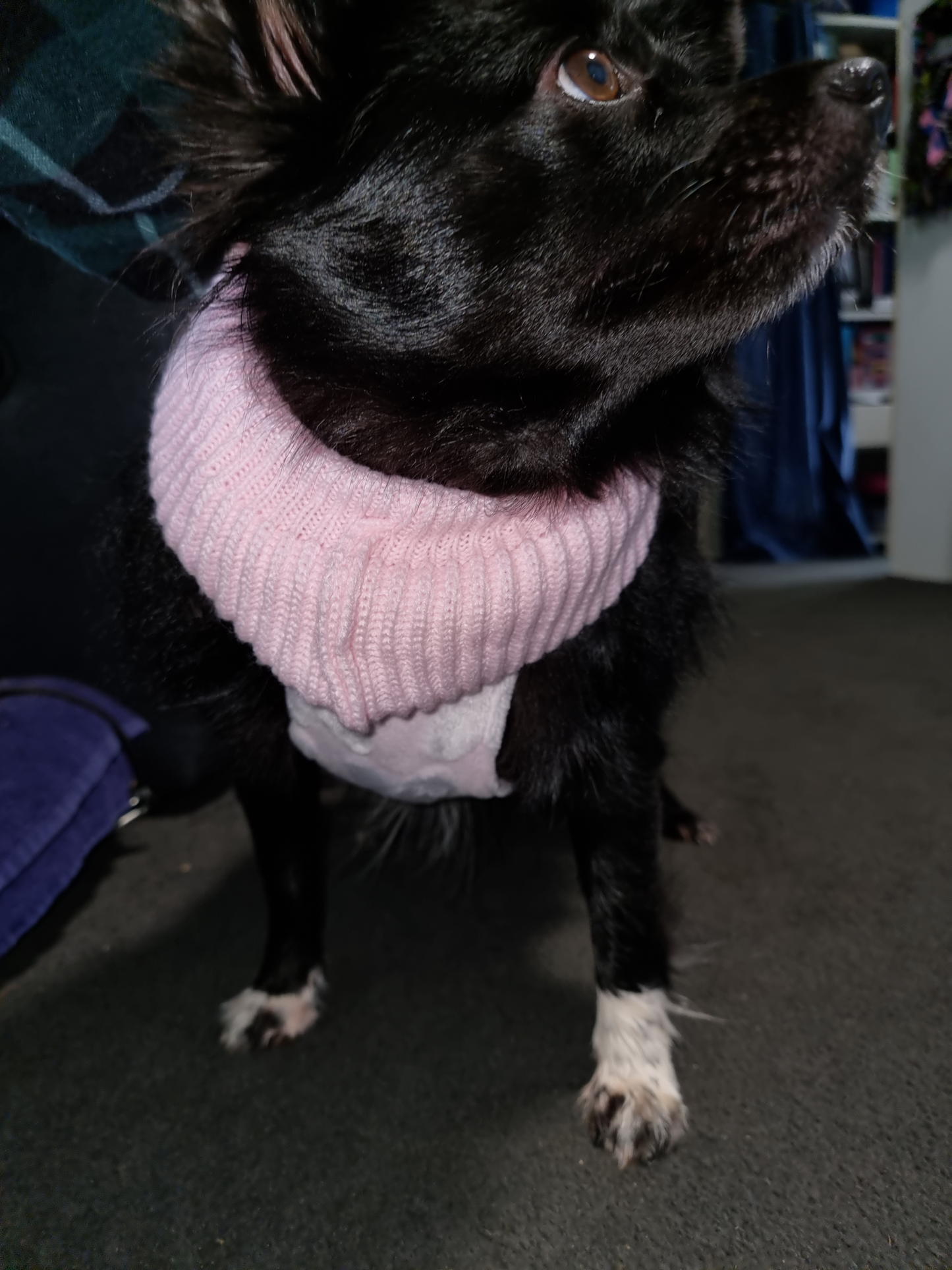 Tailored Tails: Custom Handmade Dog Snood Coats