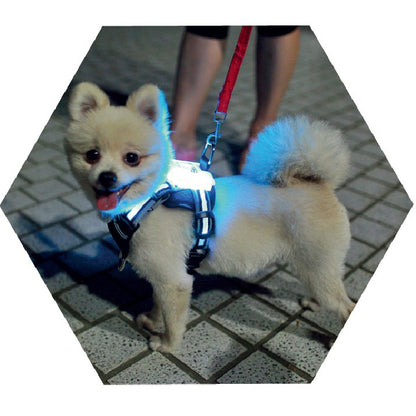 LED Dog Collar – USB Rechargeable & Glow-in-the-Dark Safety Collar