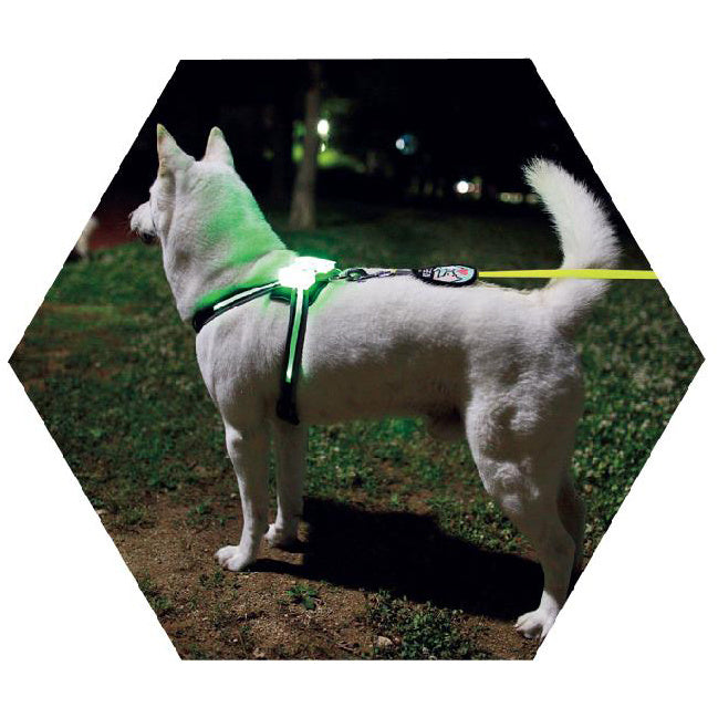 LED Dog Collar – USB Rechargeable & Glow-in-the-Dark Safety Collar